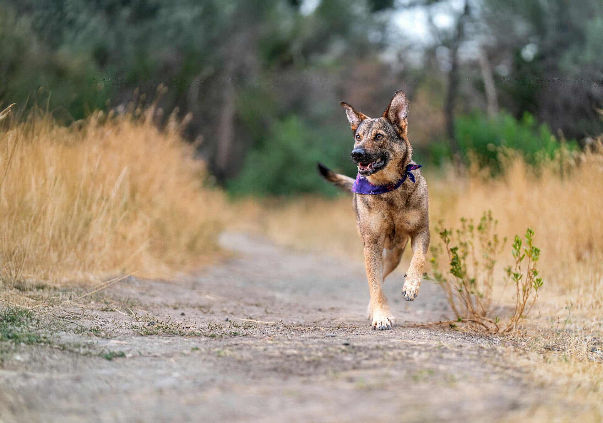 Pet photography portrait of a happy golden retriever