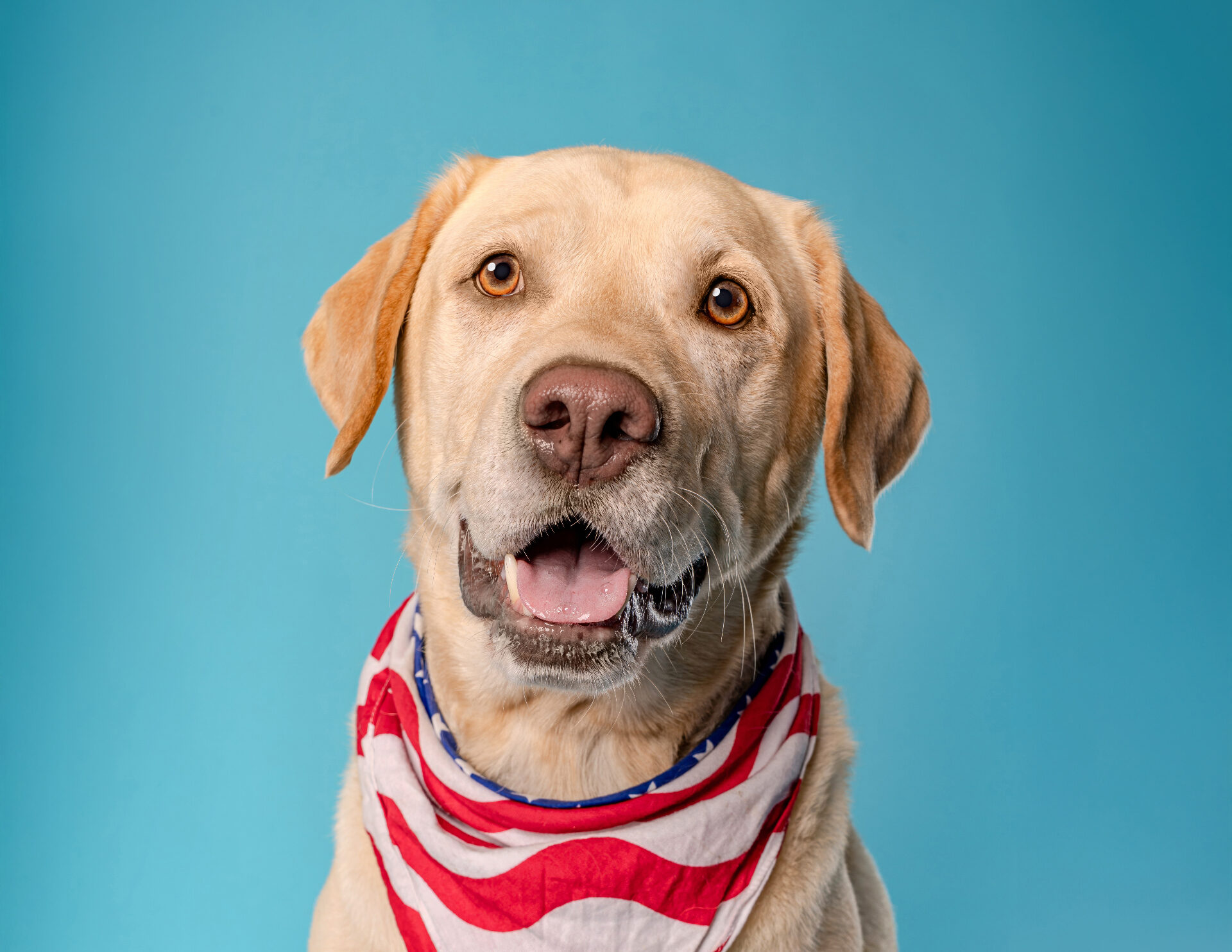 Pet photography session with a dog
